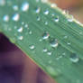 water drops on a leaf