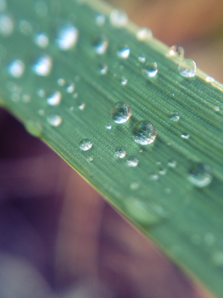 water drops on a leaf