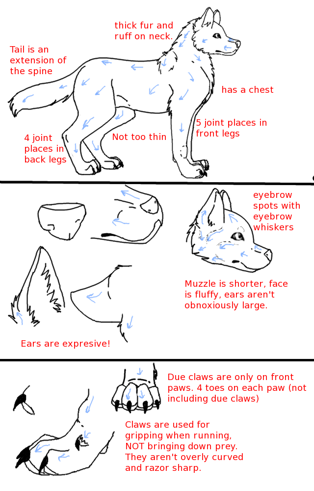 Wolf Anatomy Tutorial