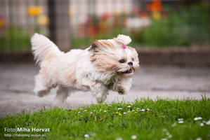 Flying Shih-Tzu