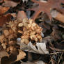 Winter Flowers