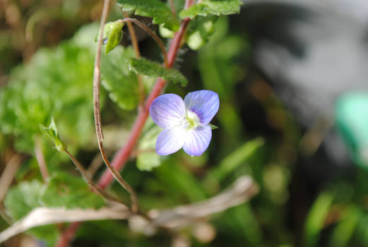 Veronica Persica