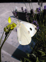 fluffy Butterfly