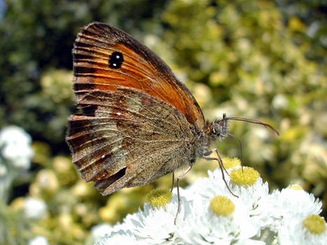 Butterfly breakfast