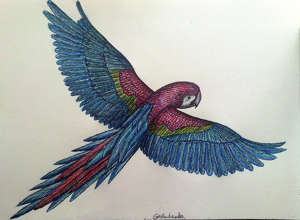 Macaw Parrot 2