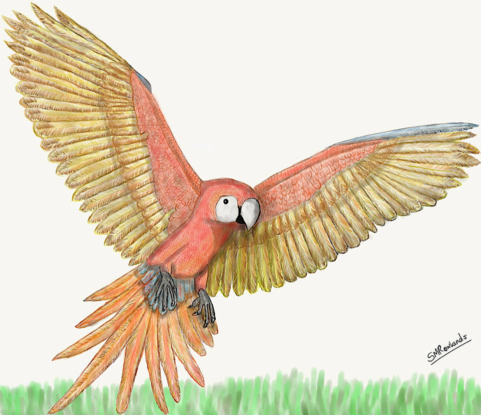 Red Macaw