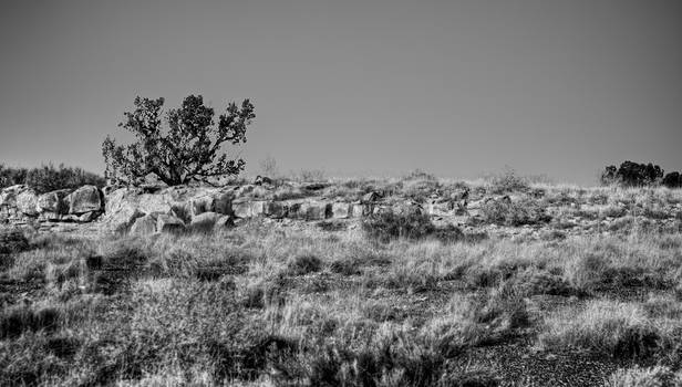 Lone Tree in desert, Arizona