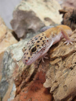 Leopard Gecko