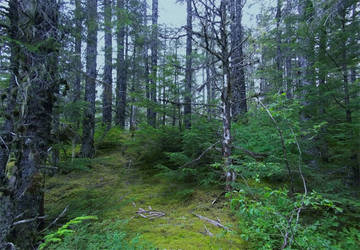 Creepy Dredge Lake Woods