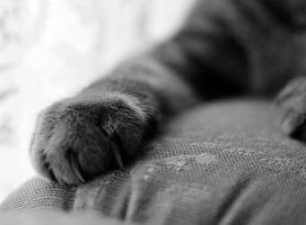 Paw