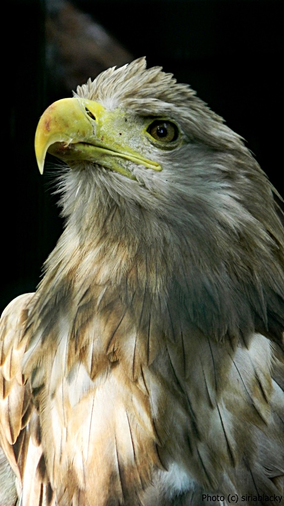 Kingly eagle