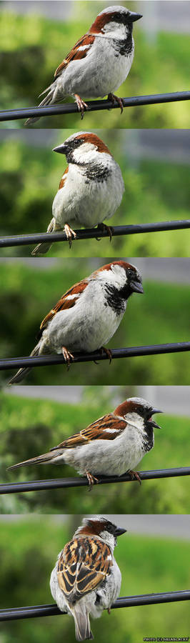 Shy sparrow