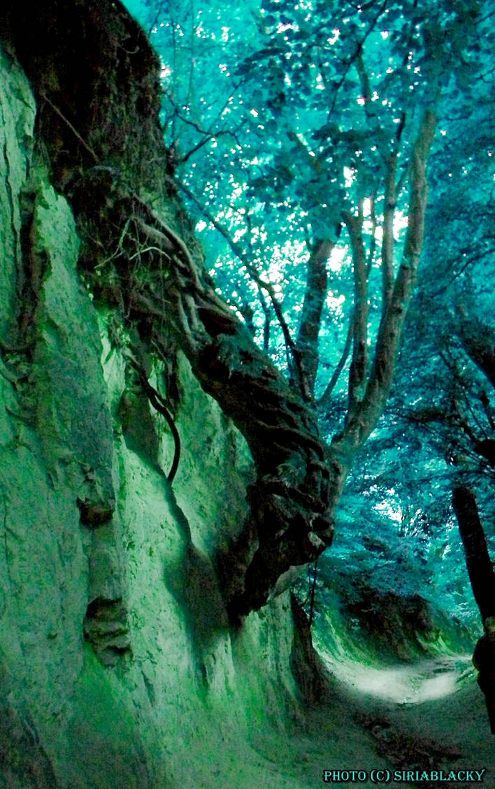 Forest dragon by siriablacky