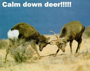 Calm Down Deer