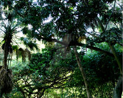 Tree Canopy