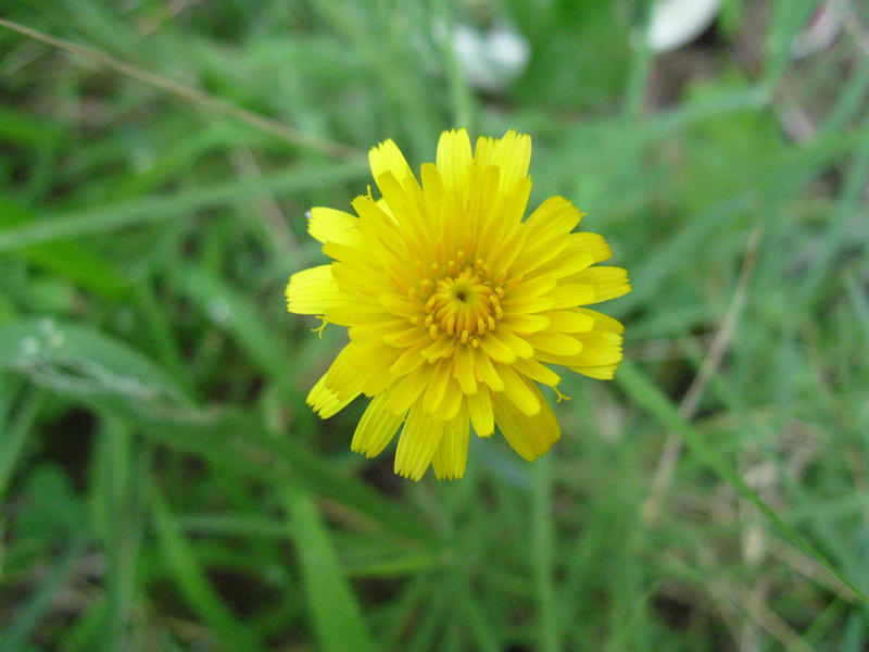 Dandelion