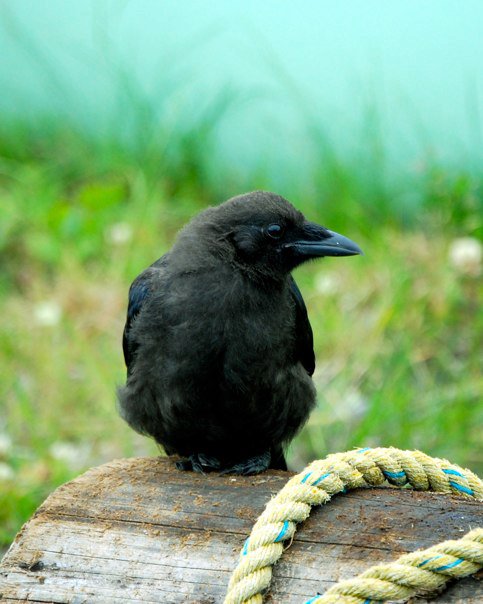 Young Crow by CalmWaterStudio on DeviantArt