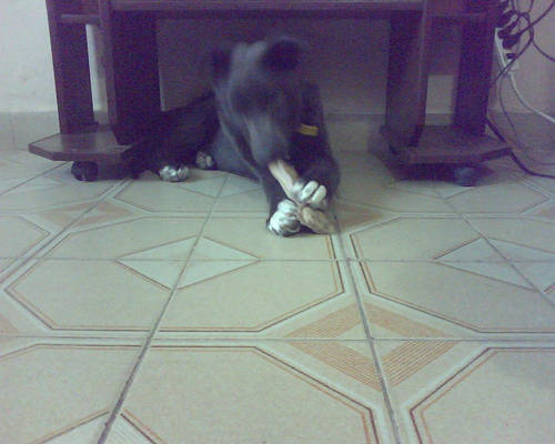 My Puppy Laila Chewing On A Bone