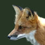 Photorealism fox