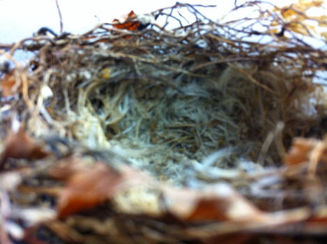 Swirly Nest