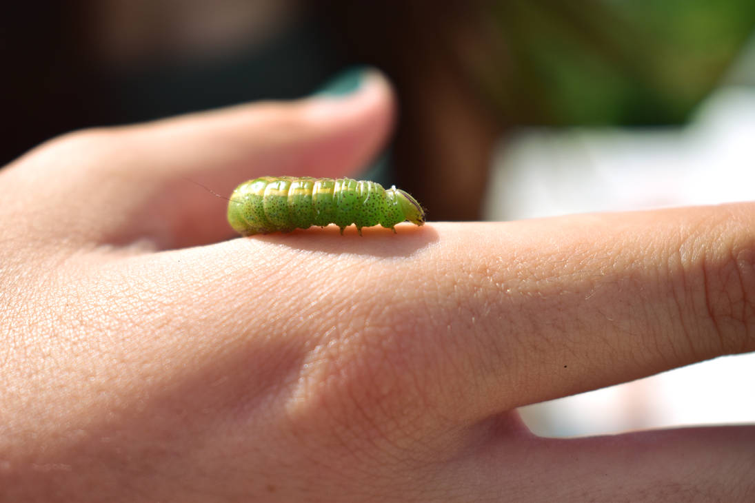 Inching Along by SnapCracklePopStudio on DeviantArt