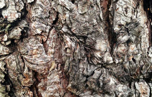 Tree Bark 6737-032917