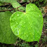 Leaf, Raindrops - (Eastern Redbud) 7/1/2023