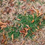 Grass and leaves while walking 12/22/23