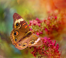 Buckeye Butterfly Bush