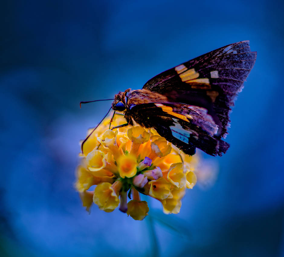 Tattered by SwampGlam on DeviantArt