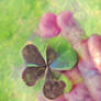 May the Clover be with You!