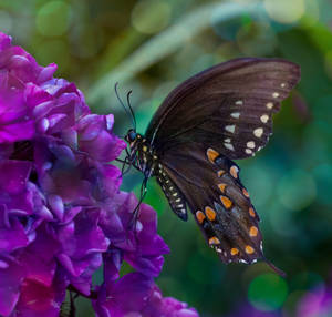 Grazing Butterfly