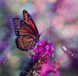 Butterfly Viceroy Bush