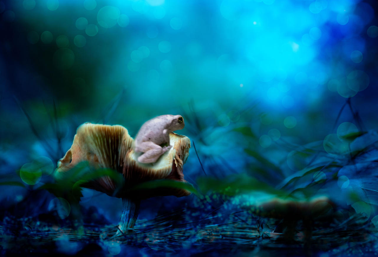 Mushroom King Awaits by SwampGlam on DeviantArt