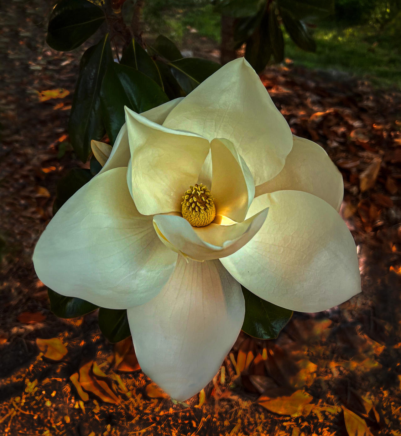 DD Blanchard Magnolia By SwampGlam On DeviantArt Dd Blanchard Magnolia By Swampglam On Deviantart