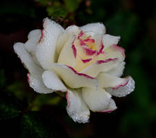 Dazzling in the dew...