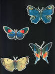 butterfly-stock_butterflies