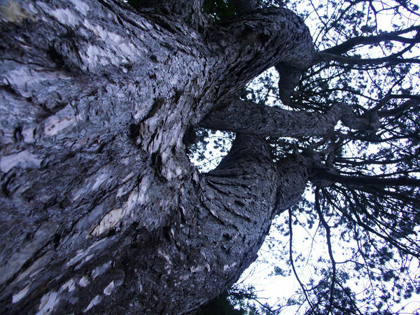 Mono Pattern Tree Mono tree by Darth-Bane on DeviantArt