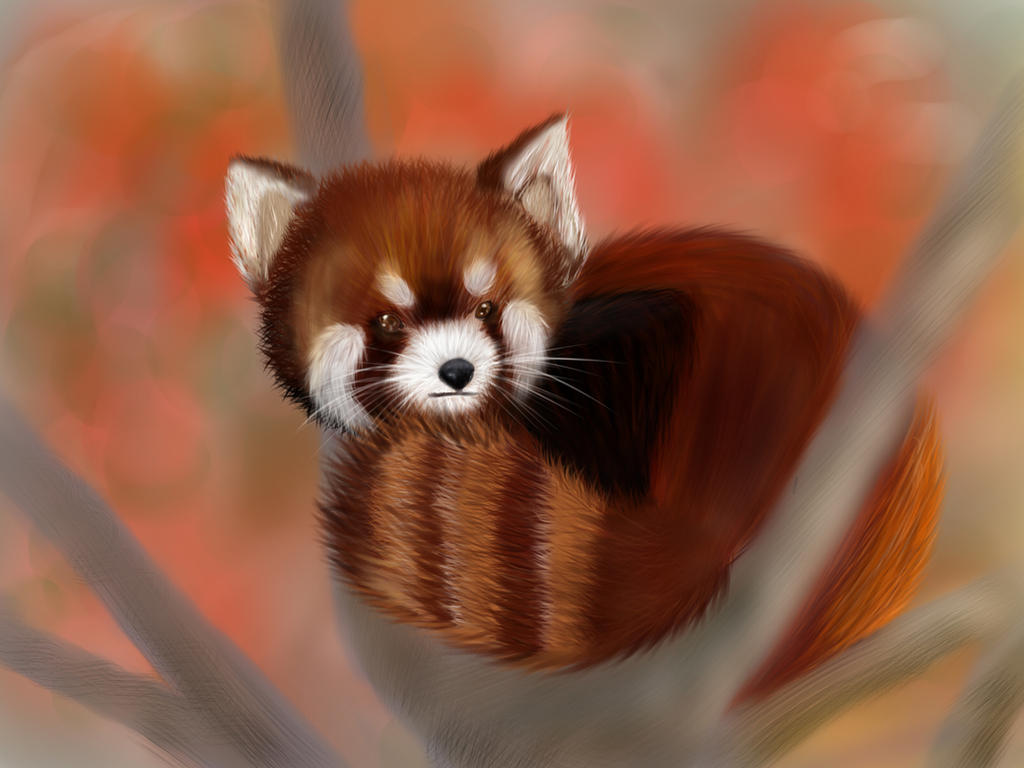 Red Panda Drawing by deereye on DeviantArt