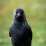 who you looking at