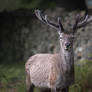 Deer, Bradgate deer park.