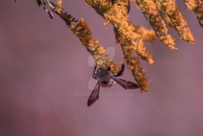 Pollinating Bee