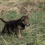 Small 6 legged wolf PUP