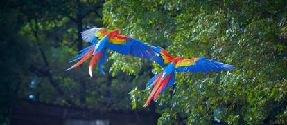 Scarlet macaw