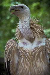 Himalayan vulture