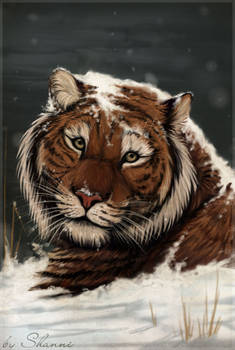 tiger in snow