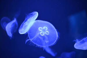 Jellyfish 06