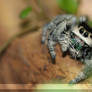 regal jumping spider - 0870