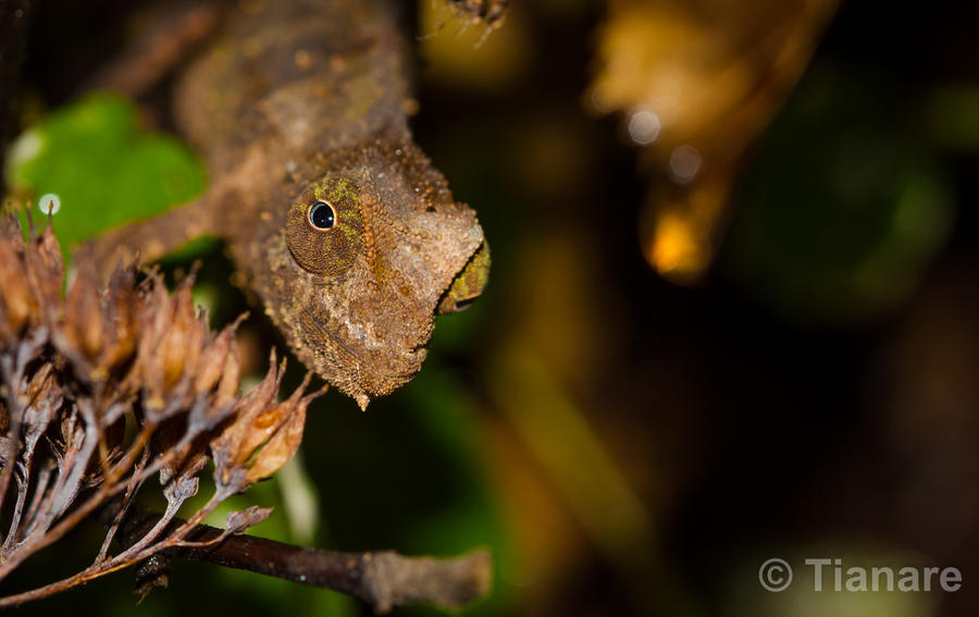 bearded pygmy