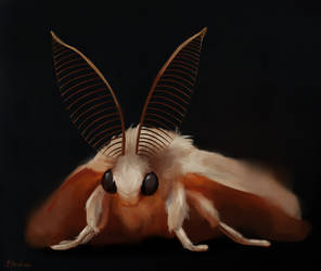 Moth study #1